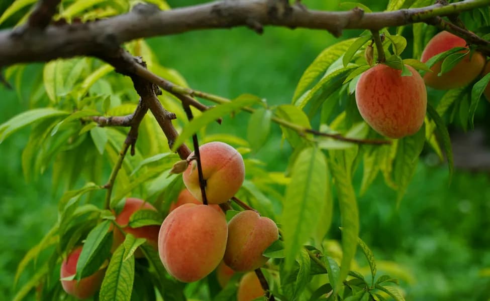 Карта климатических зон Канады обновлена: что это значит для садоводов и не только